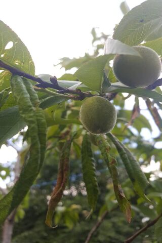 Apricots