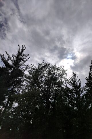 Reaching for the Clouds ☁️🌲