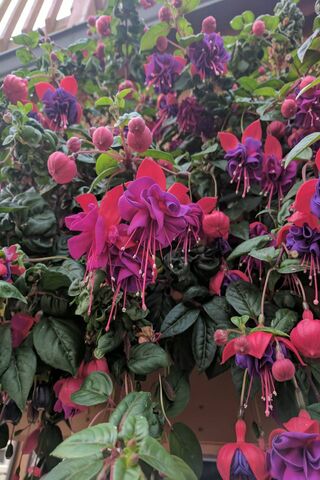 Nature's Colorful Symphony 🎶🌸