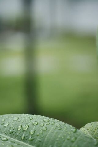 Nature's Morning Gems 🌿✨