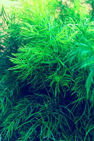 Emerald Oasis: Nature's Lush Greenery 🌿✨