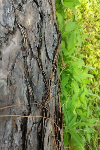 Dead Pinetree