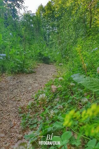 Serenity in Doga Hd Orman 🌿✨