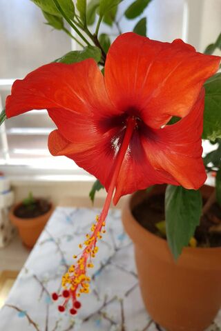 Cicek: The Vibrant Hibi..