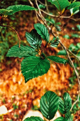 Nature's Green Embrace: Hojas 2 🍃