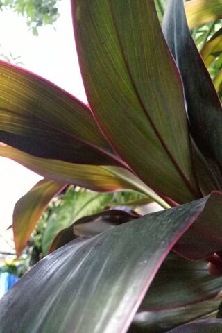 Bunga Bliss: The Beauty of Nature 🌿✨