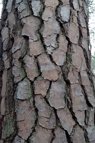 Tree Bark