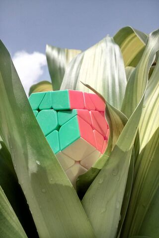 Nature's Puzzle: The Hidden Rubik's Cube 🌿🧩