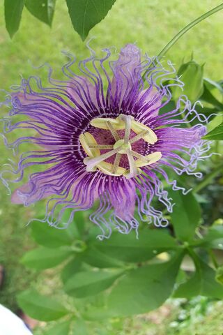 The Enchanting Beauty of the Passion Flower 🌸✨