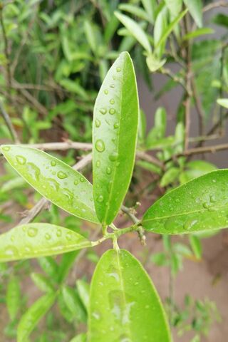 Nature's Refreshing Embrace 🌧️🍃