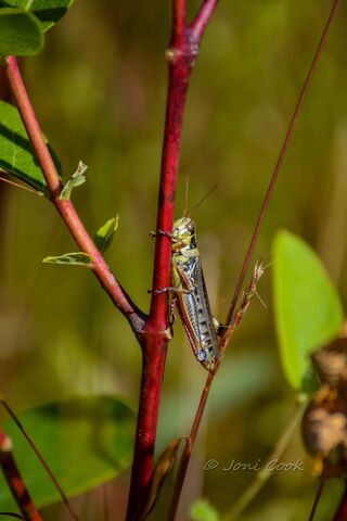 The Colorful Dancer of the Meadow 🌿🐞