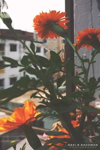 Sunshine Blooms: The Vi..