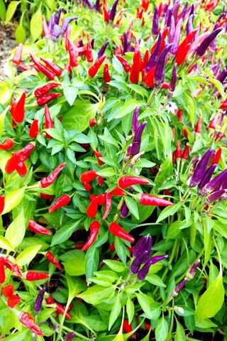 Spicy Symphony: A Colorful Chili Garden 🌶️🎨