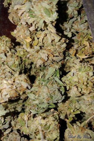 Mary Jane