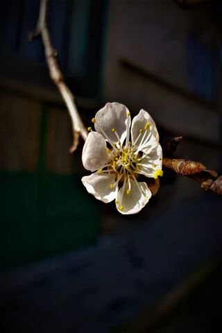 Spring Flower Dslr