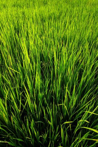 Lush Green Serenity: The Heart of Paddy Fields 🌾💚