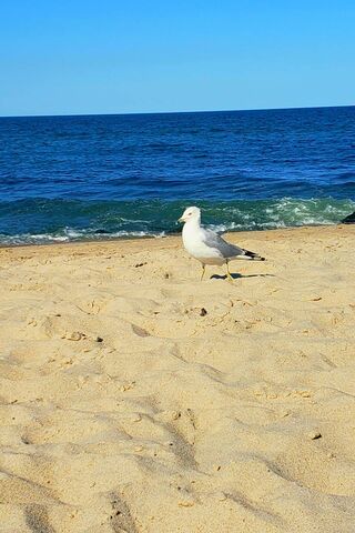 Seagull Serenity: A Day at the Shore 🌊🕊️