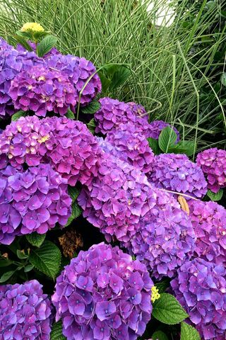 Vibrant Hydrangeas in B..
