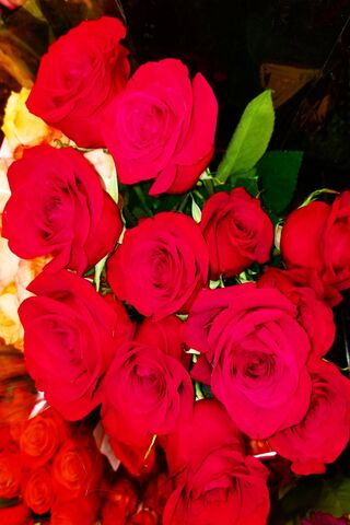 Crimson Elegance: The Allure of Red Roses 🌹✨