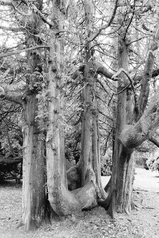 Roots of Resilience 🌳✨