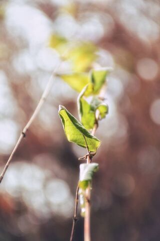 Whispers of Nature 🍃