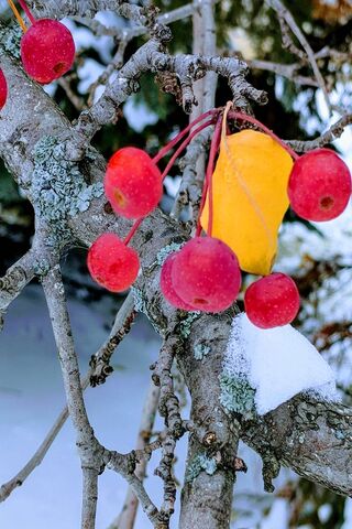 Winter's Hidden Treasures ❄️🍏