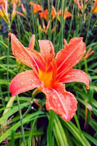 Radiant Blooms: The Flowerr's Charm 🌼✨