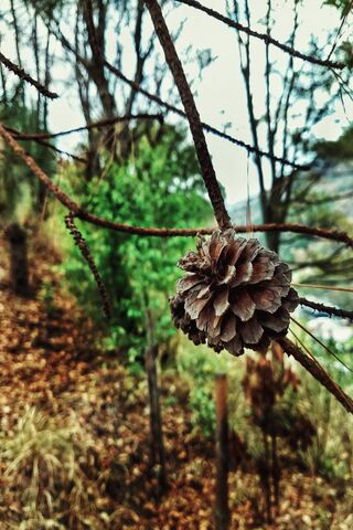 The Beauty of Bellota: Nature's Pinecone Treasure 🌲✨