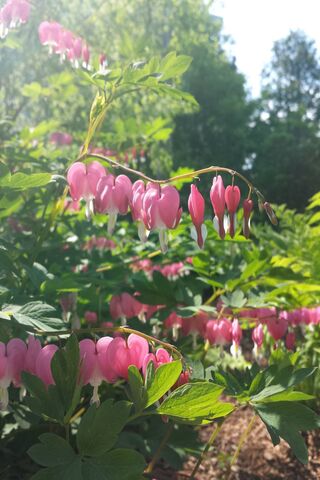 Whispers of Love: The Bleeding Heart Blooms 🌸💖
