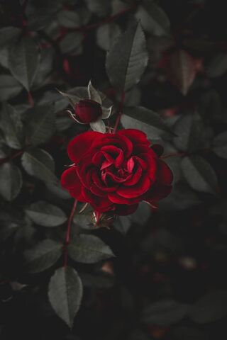Hoa hồng