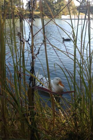 Duck Pond