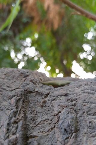 Nature's Marvel: A Close-Up Wonder 🌿✨