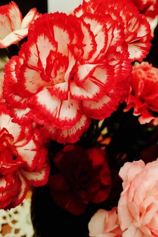 Vibrant Blooms: A Celebration of Carnations 🌸✨