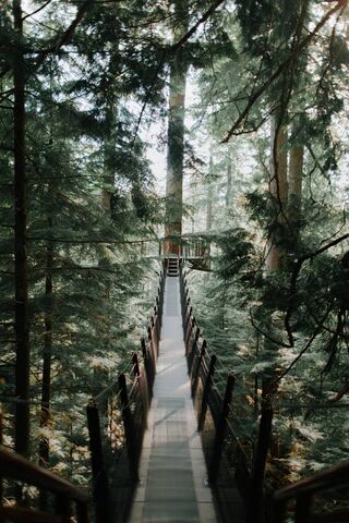 Whispers of the Forest: A Bridge to Serenity 🌲🌉