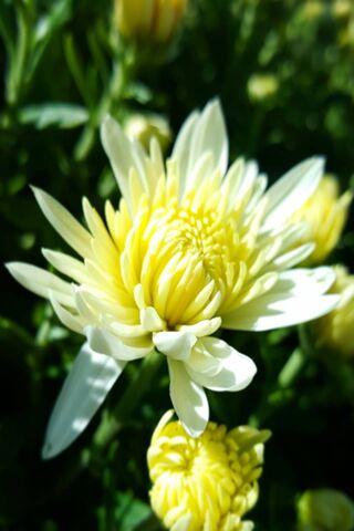 Sunshine Blooms: The Beauty of Yellow Mums 🌼☀️