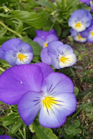 Vibrant Violets: Nature's Palette 🌸💜