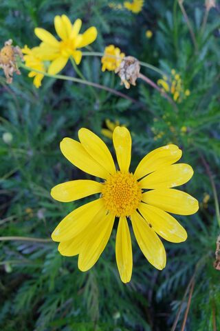 Sunshine Blossom: The Cheerful Daisy