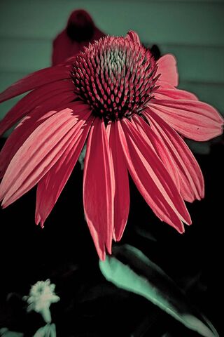 Radiant Beauty: The Pink Coneflower 🌸✨