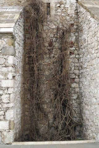 Nature's Embrace: The Power of Roots 🌱