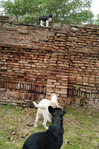 The Great Standoff: Cat vs. Dogs 🐾
