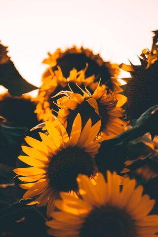 Golden Blooms: A Sunflower Symphony 🌻✨