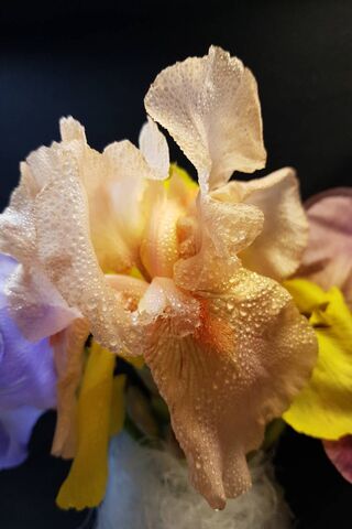 Whispers of Spring: The Elegance of Irises 🌸✨