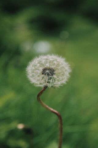 Whimsical Wishes: The Dandy Dandelion 🌼✨