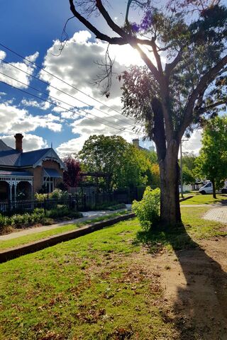 Sunlit Serenity: A Daytime Tree Experience 🌳☀️