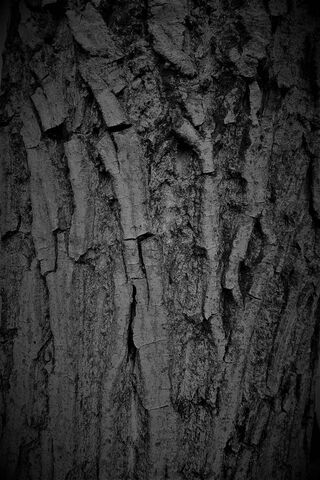 Mysteries of the Black Bark 🌳✨