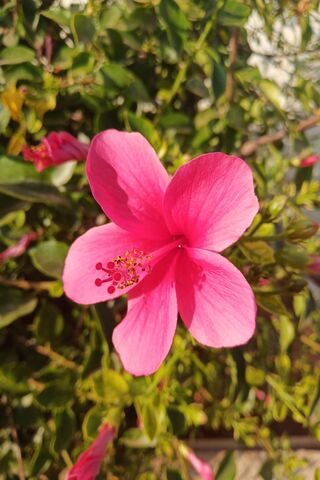 Blossoming Beauty: The Pink Hibiscus