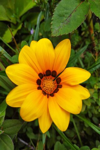 Sunshine in Bloom: The Vibrant Yellow Flower 🌼