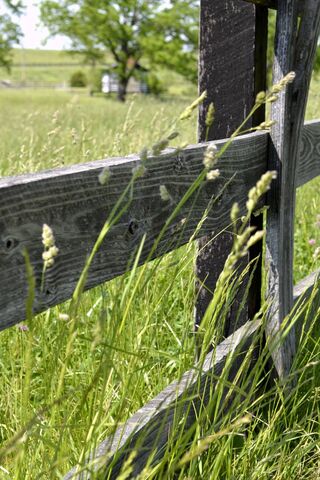 Serenity in the Countryside 🌾🌳