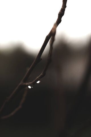 Nature's Quiet Moments: A Glimpse of Simple Seasons