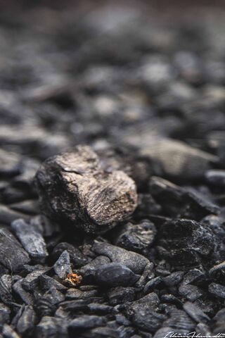 The Heart of Energy: Coal